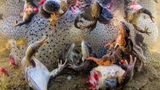 Tote Frösche treiben in einem Gewässer