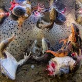 Tote Frösche treiben in einem Gewässer