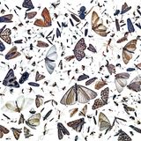 Verschiedene Insekten auf weißem Untergrund