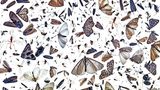 Verschiedene Insekten auf weißem Untergrund