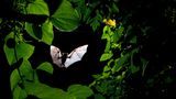 Fliegende Fledermaus umringt von Blättern