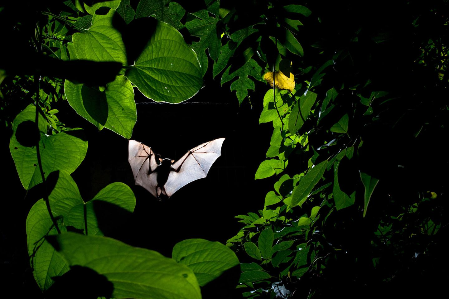 Fliegende Fledermaus umringt von Blättern