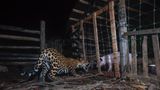 Ein Jaguar und ein Schwein sind nur durch einen Zaun getrennt