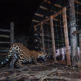 Ein Jaguar und ein Schwein sind nur durch einen Zaun getrennt