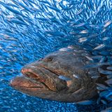 Riesenzackenbarsch umgeben von Stachelmakrelen