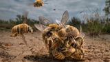 An einem warmen Frühlingsmorgen in Südtexas schlüpfte ein Kaktusbienenweibchen (Diadasia rinconis) aus ihrem kleinen, zylindrischen Nest im Boden. Auf dem Foto von Karine Aigner ist zu sehen, wie die weibliche Biene von dutzenden Männchen umschwärmt wird, um sich mit ihr zu paaren. Nach etwa 20 Sekunden löste sich der Bienenschwarm auf, und das Weibchen flog davon - ein einzelnes, siegreiches Männchen hielt sich an ihrem Rücken fest.
