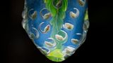 Ein weibliches Exemplar des Wiley-Glasfrosches springt auf einen Farn