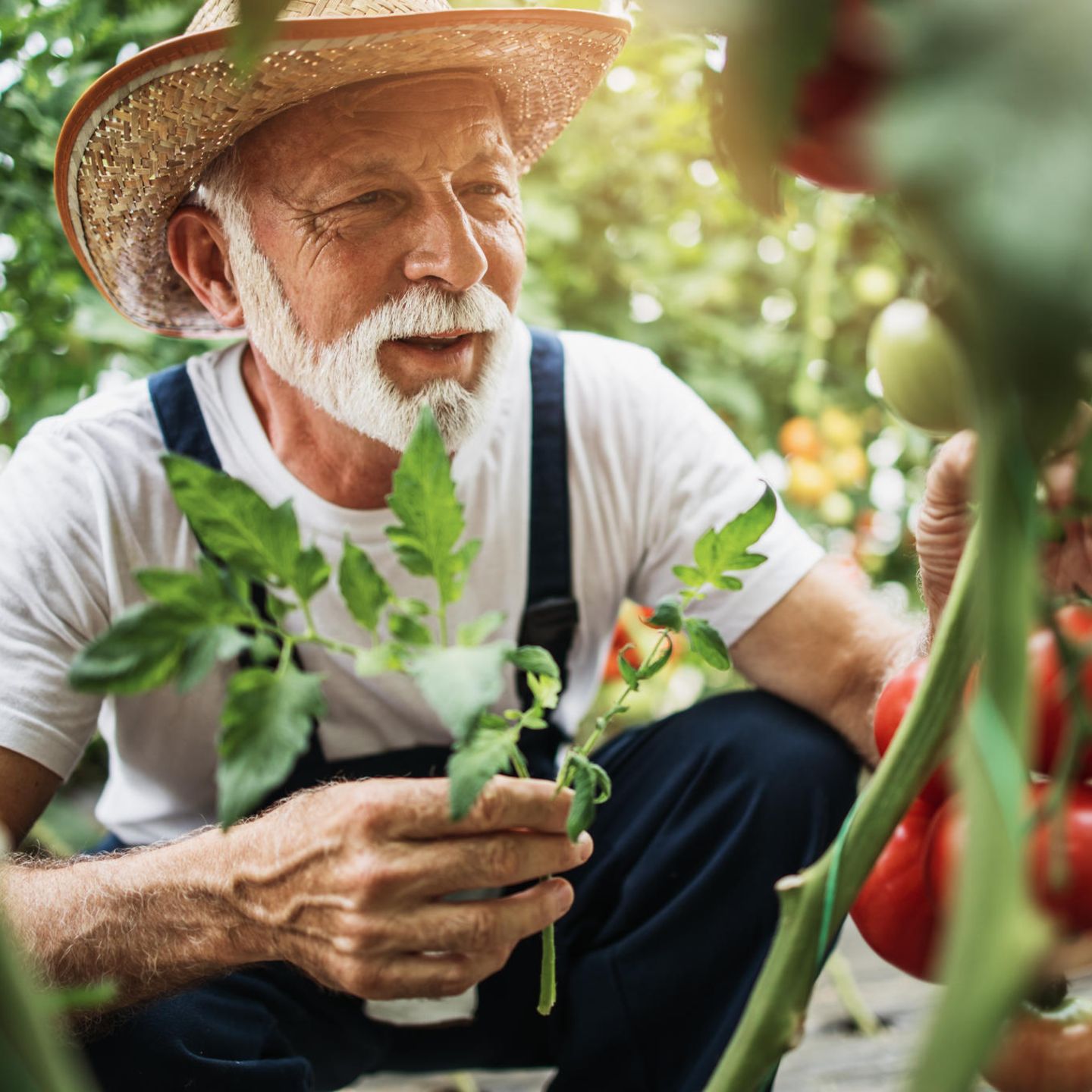 Älterer Mann beim Gärtnern