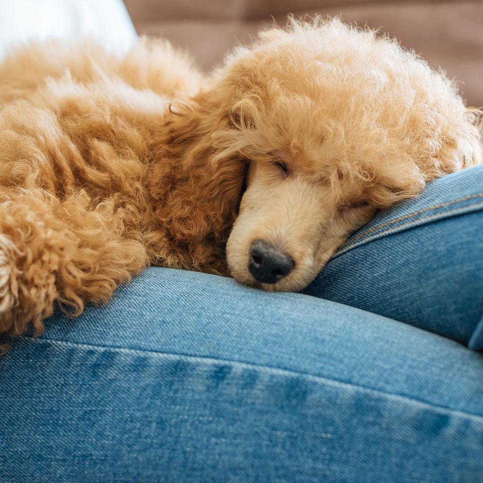 Ein schlafender Hund liegt auf dem Schoß seines Frauchens