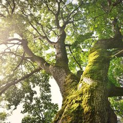 Baumkrone einer Eiche im Sonnenlicht