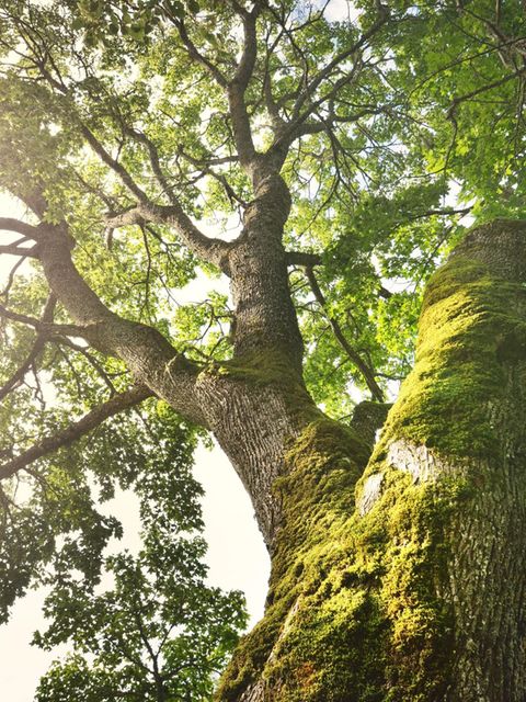 Baumkrone einer Eiche im Sonnenlicht