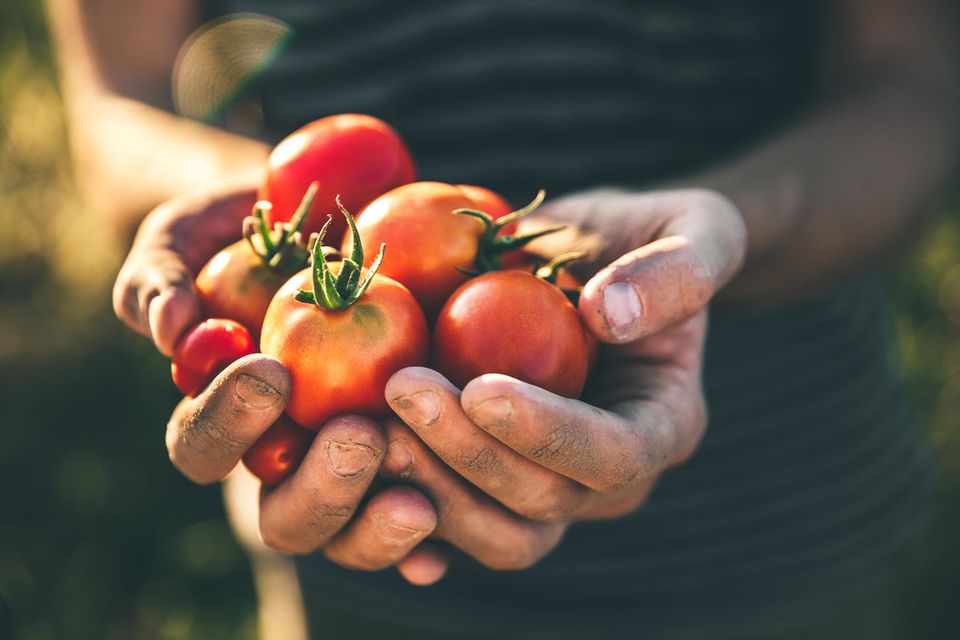 Eine Hand voller Tomaten