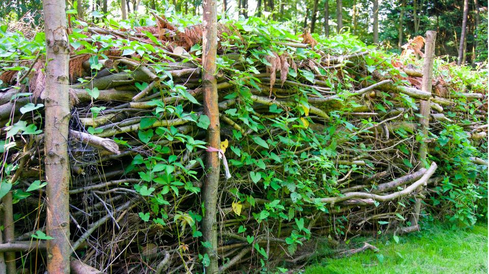 Benjeshecke im Naturgarten