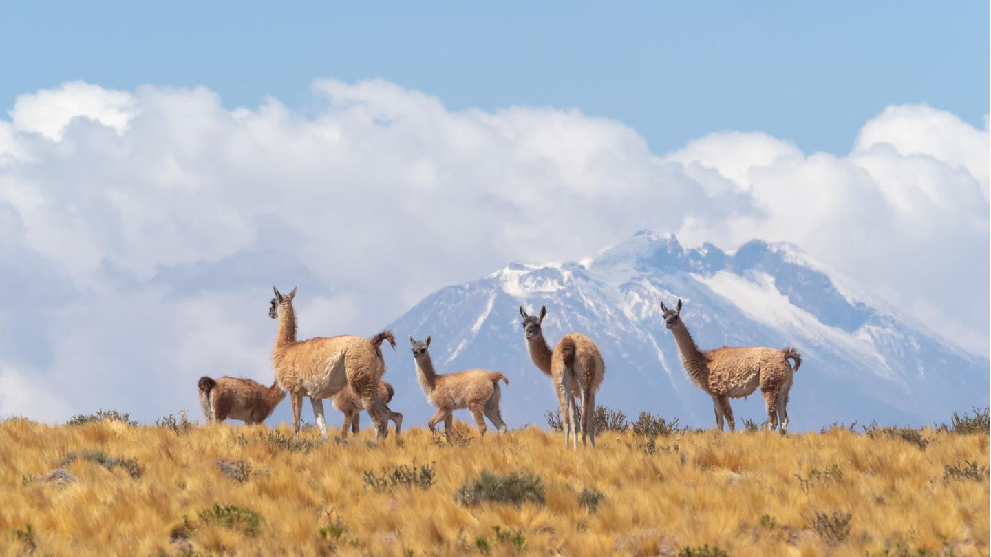 Vikunja (Vicuñas) in der Atacama-Wüste