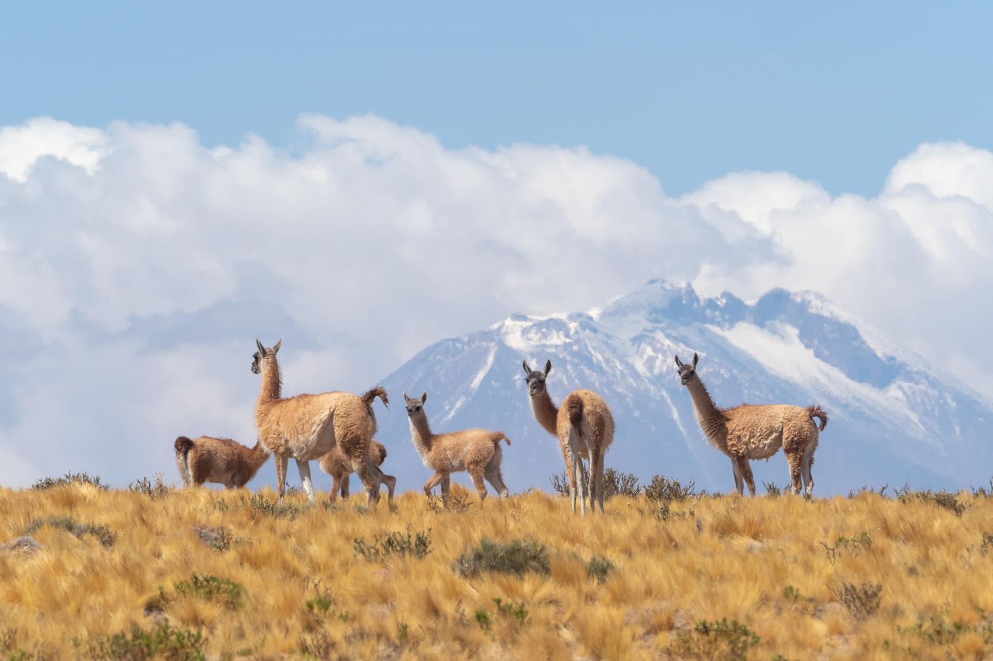 Die Atacama - Wüste ohne Grenzen Vikunja (Vicuñas) in der Atacama-Wüste