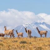 Vikunja (Vicuñas) in der Atacama-Wüste