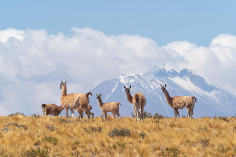 Vikunja (Vicuñas) in der Atacama-Wüste