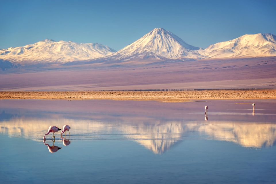 Die AtacamaWüste vielseitig und lebendig [GEO]