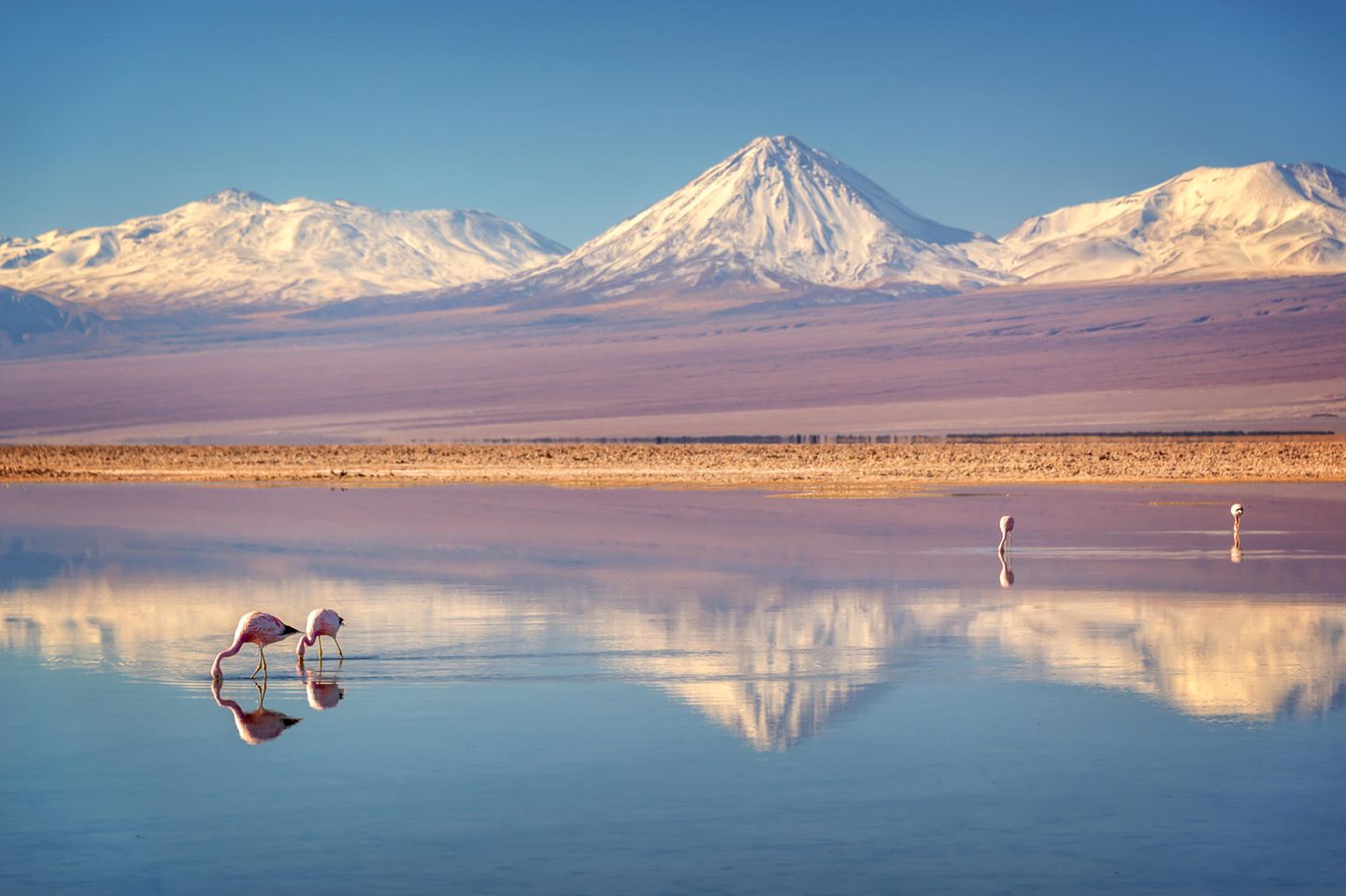 Flamingos an der Laguna Chaxa, im Hintergrund sind hohe Berge