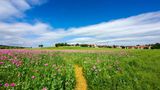 Wanderweg in der Mohnblüte bei Grandenborn