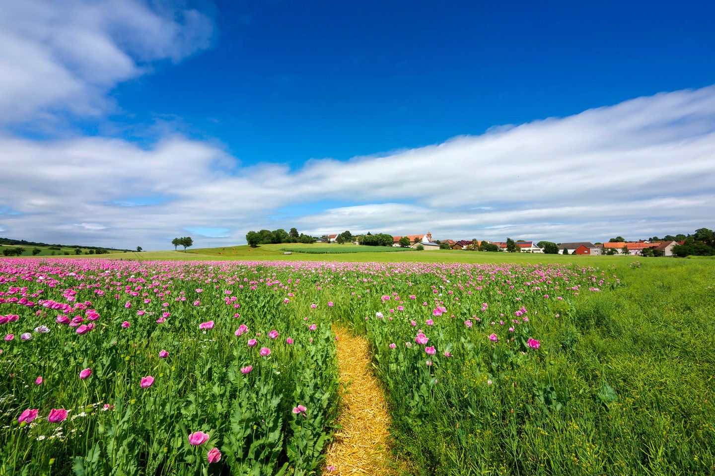 Wanderweg in der Mohnblüte bei Grandenborn