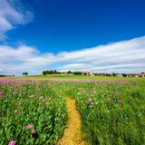 Wanderweg in der Mohnblüte bei Grandenborn