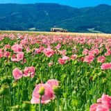 Mohnblüte am Hohen Meißner