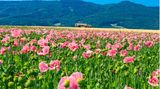 Mohnblüte am Hohen Meißner