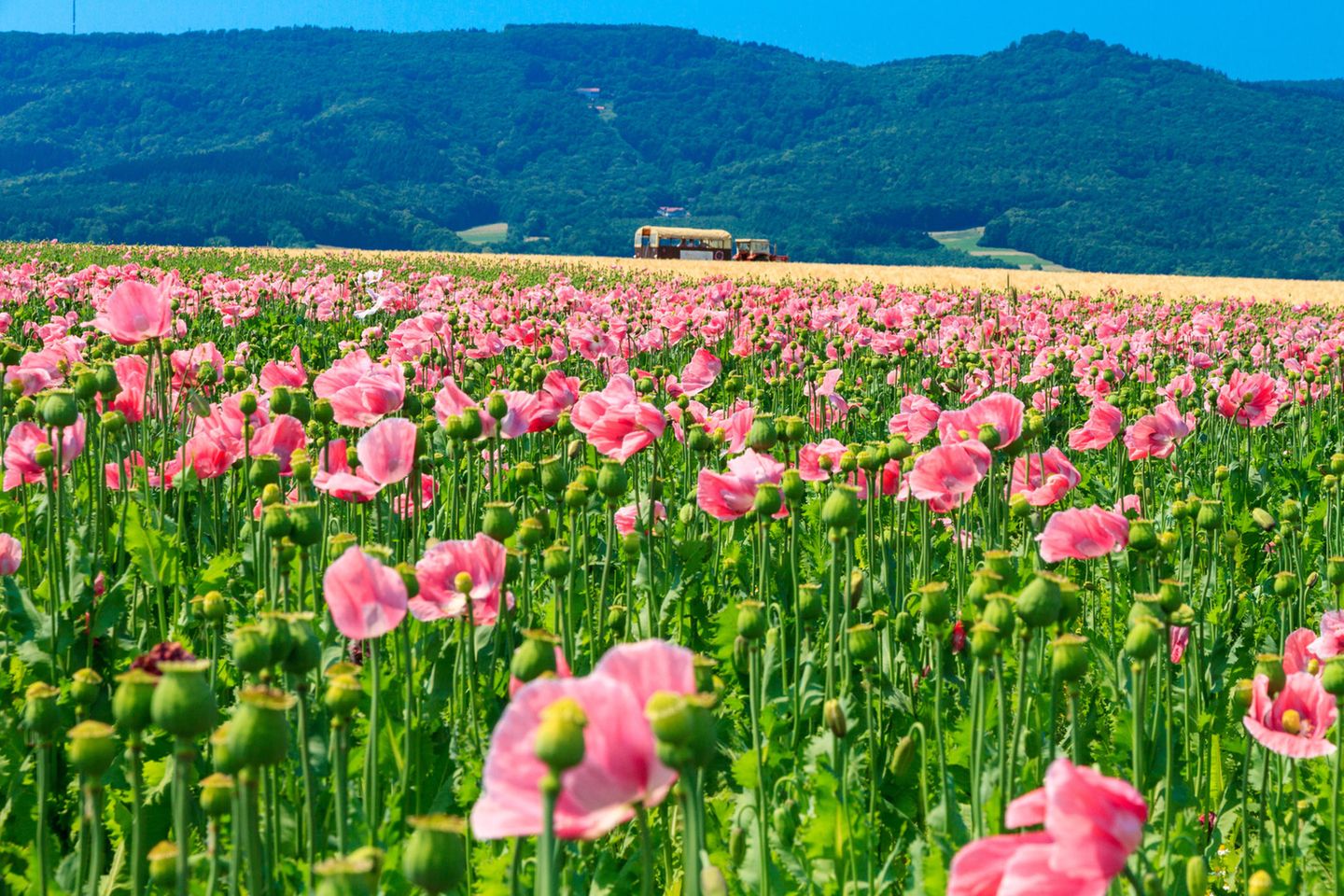 Mohnblüte am Hohen Meißner