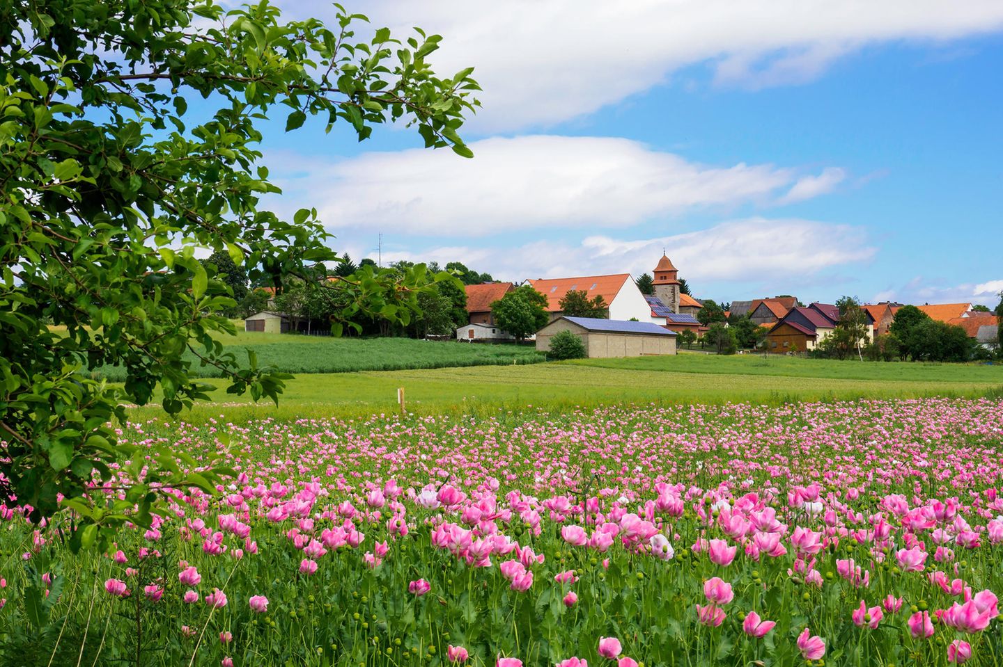 Mohnblüte bei Grandenborn