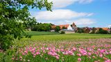 Mohnblüte bei Grandenborn