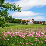 Mohnblüte bei Grandenborn