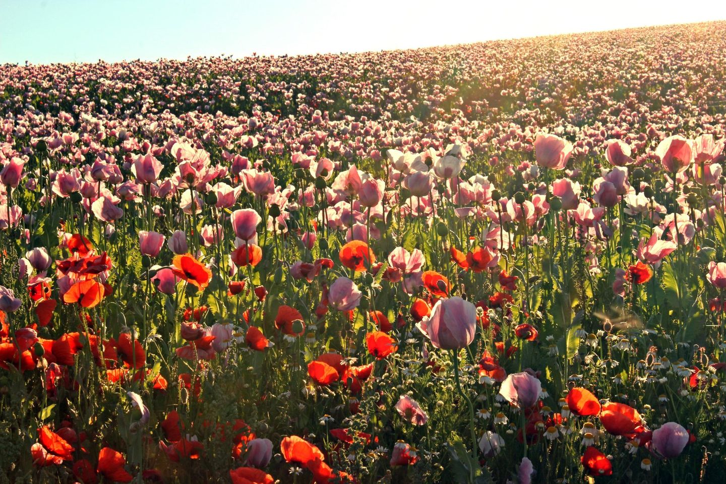 Blühender Klatschmohn in Germerode am Meißner