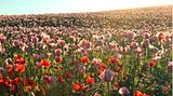 Blühender Klatschmohn in Germerode am Meißner