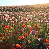 Blühender Klatschmohn in Germerode am Meißner