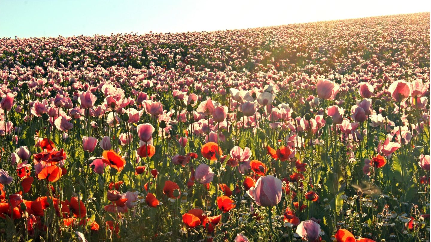 Frau Holle und ihr Mohn Blühender Klatschmohn in Germerode am Meißner