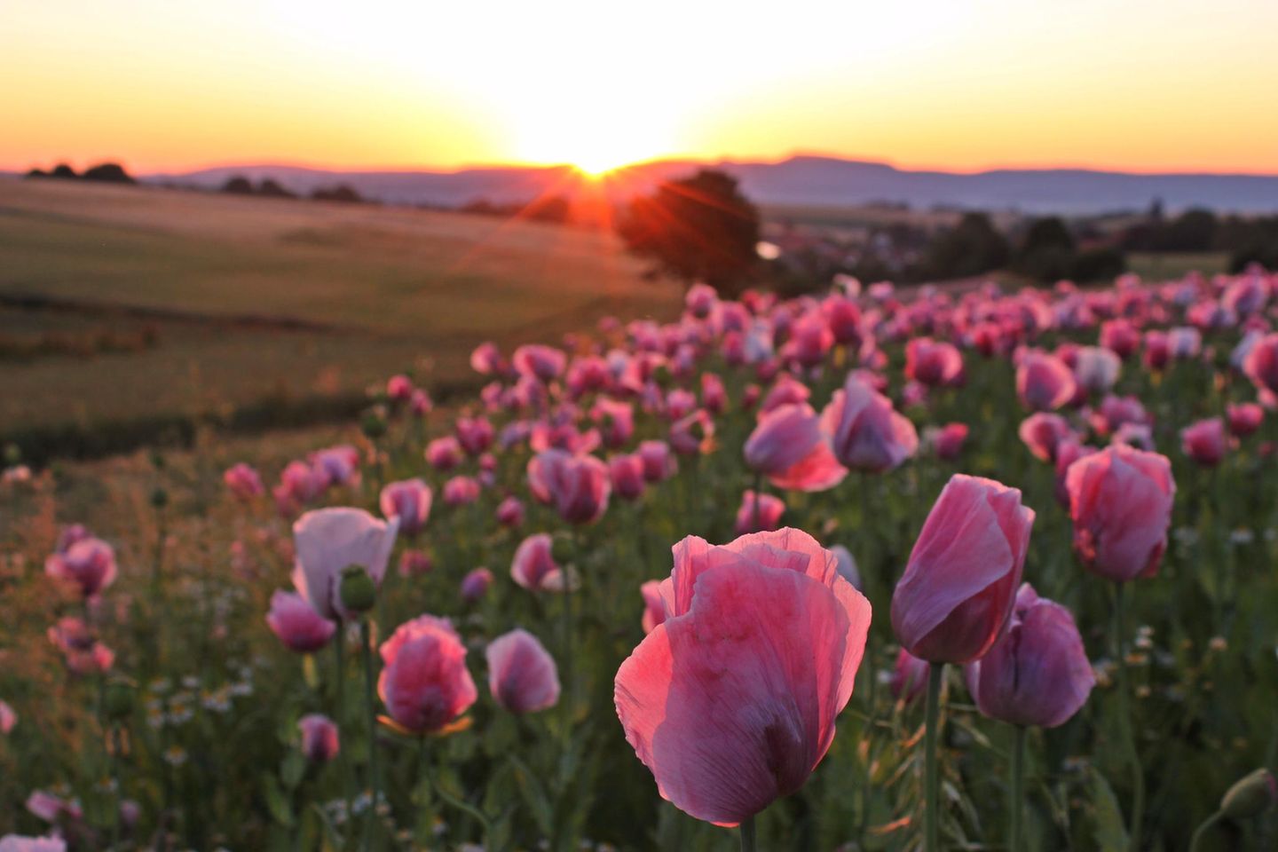 Schlafmohnblüte in Germerode bei Sonnenaufgang