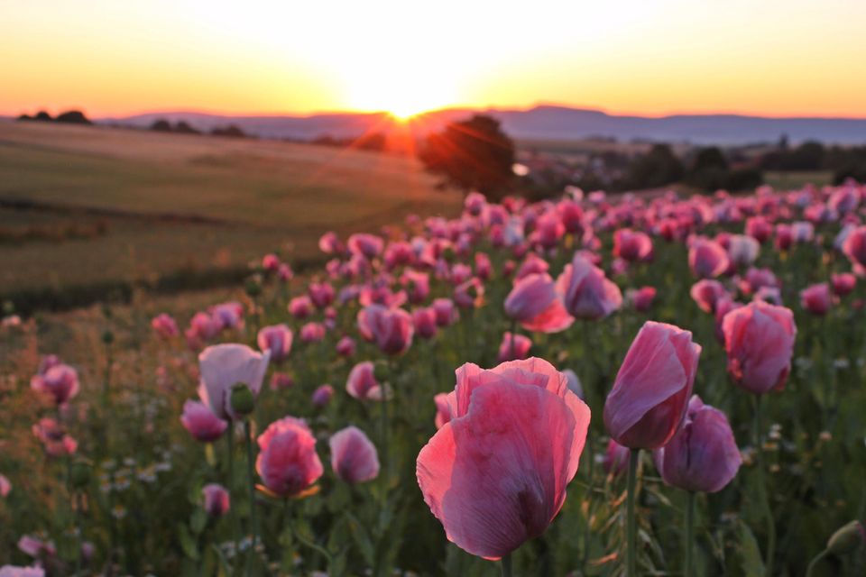 Schlafmohnblüte in Germerode bei Sonnenaufgang 1.5004