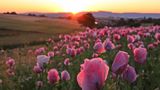 Schlafmohnblüte in Germerode bei Sonnenaufgang