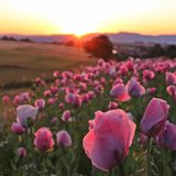 Schlafmohnblüte in Germerode bei Sonnenaufgang