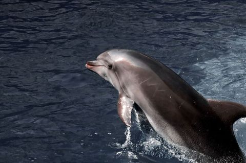 Delfin
