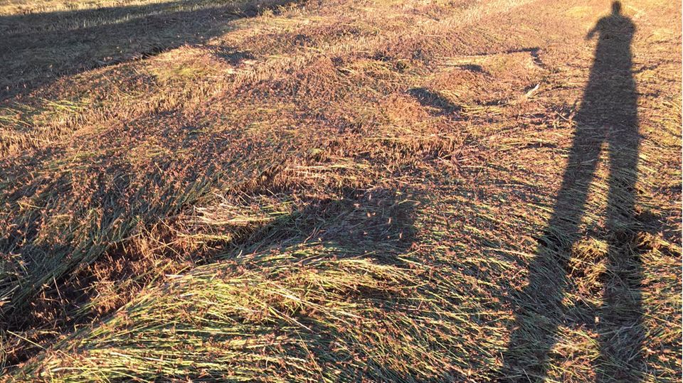 Heuschrecken-Plage auf Sardinien Heuschrecken-Plage auf Sardinien