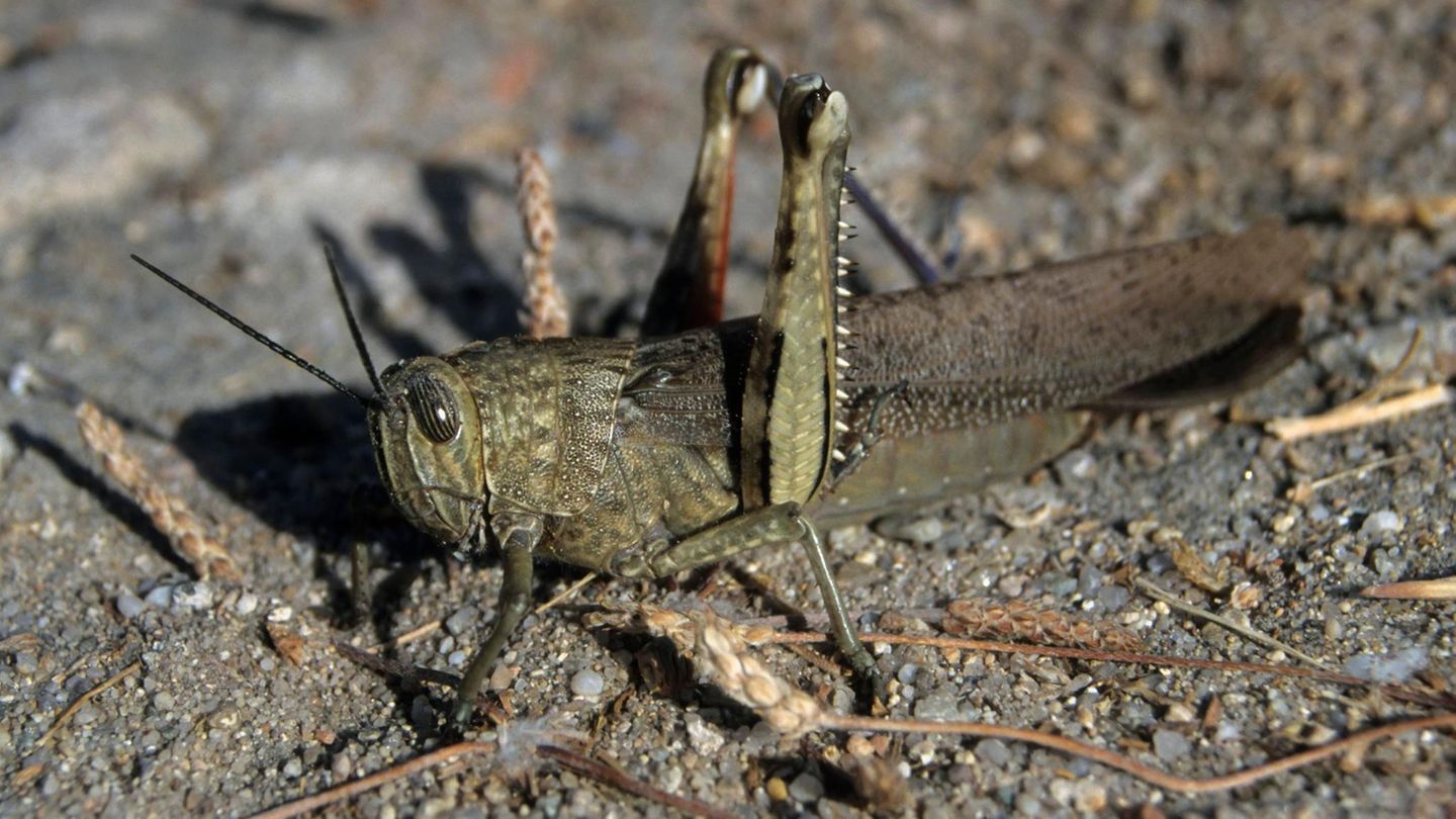 Ägyptische Wanderheuschrecke (Anacridium aegyptium)