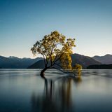 Baum im Wasser unter Sternenhimmel