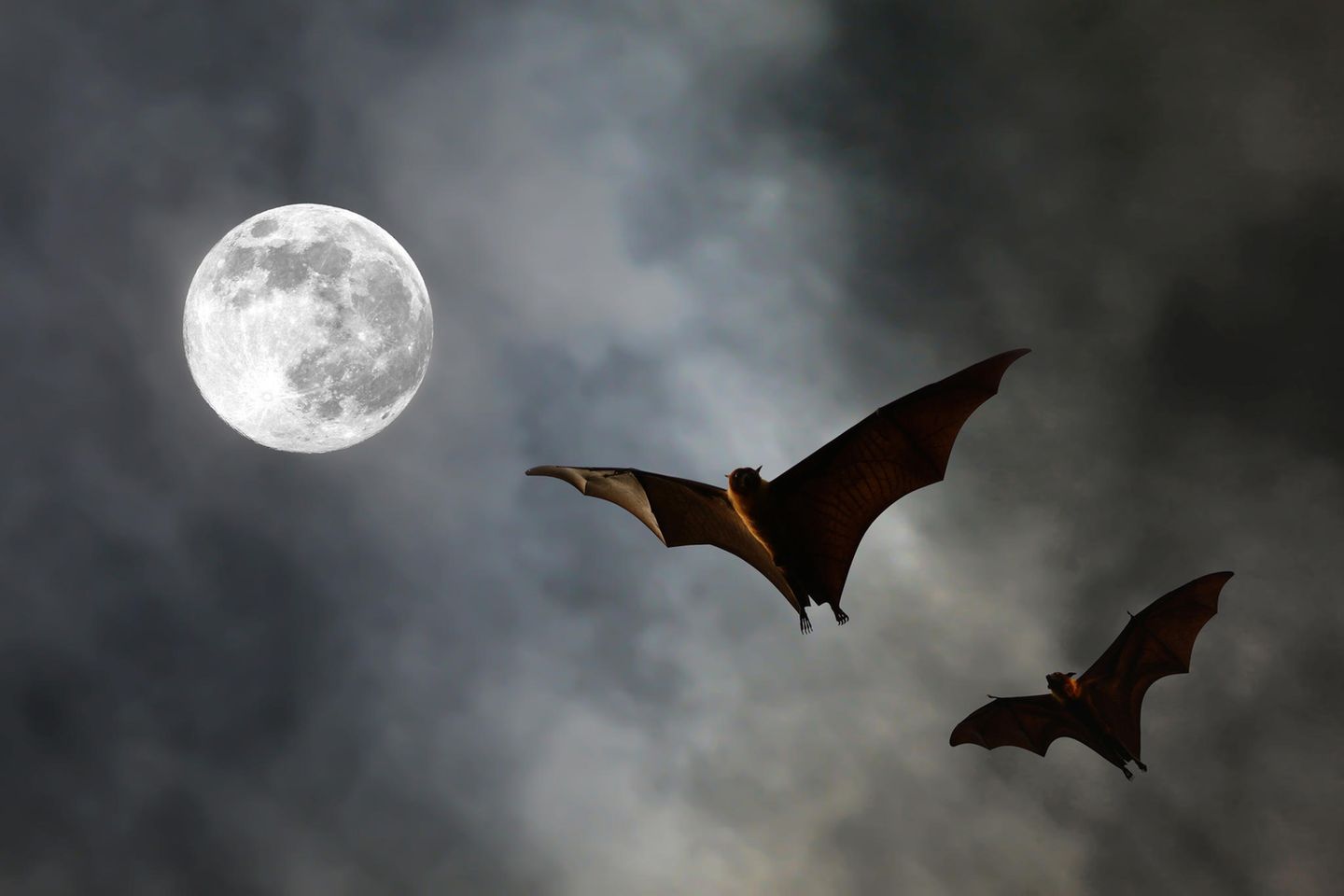 Verwirrung in der Tierwelt Fledermäuse vor Vollmond am Himmel