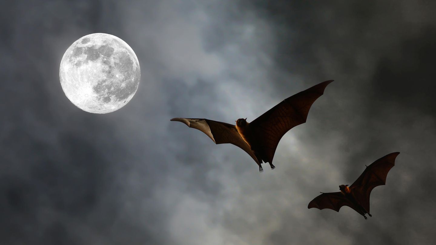 Verwirrung in der Tierwelt Fledermäuse vor Vollmond am Himmel