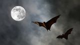 Fledermäuse vor Vollmond am Himmel