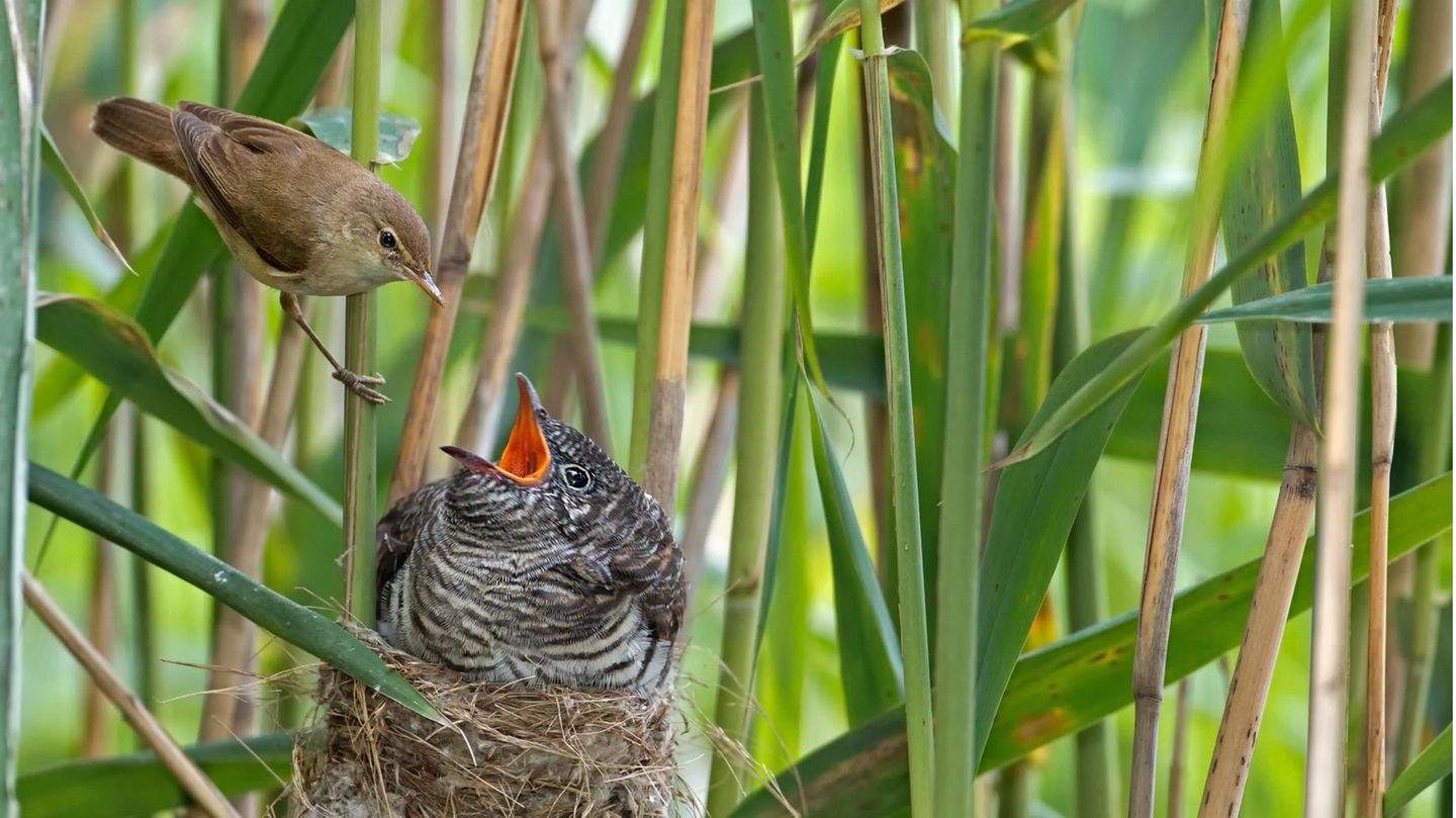 Kuckuck Jungvogel wird vom Wirtsvogel Teichrohrsänger gefüttert Das Kuckucksküken ist noch nicht flügge und doch schon überdimensional groß – zumindest im Vergleich zu den unfreiwilligen Leiheltern (hier ein Teichrohrsänger)