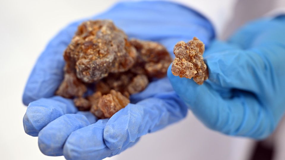 Auch das Harz der Myrrhe aus einem archäologischen Fund wird untersucht.