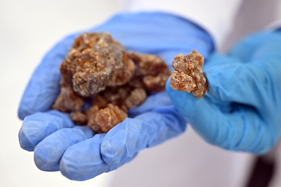 Auch das Harz der Myrrhe aus einem archäologischen Fund wird untersucht.